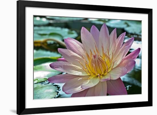 Purple Lotus Flower-joyfuldesigns-Framed Photographic Print