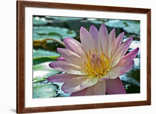 Purple Lotus Flower-joyfuldesigns-Framed Photographic Print