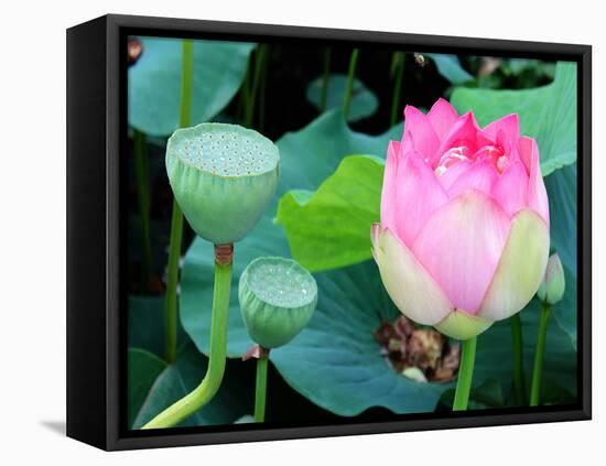 Purple Lotus I-Jairo Rodriguez-Framed Premier Image Canvas