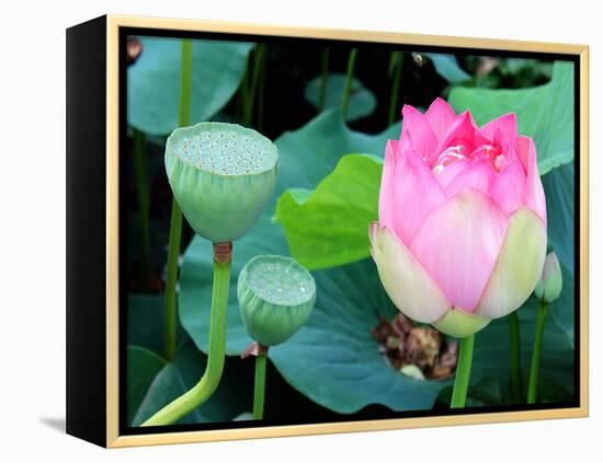 Purple Lotus I-Jairo Rodriguez-Framed Premier Image Canvas