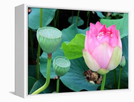 Purple Lotus I-Jairo Rodriguez-Framed Premier Image Canvas