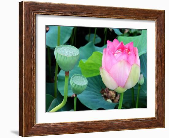 Purple Lotus I-Jairo Rodriguez-Framed Photographic Print