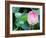 Purple Lotus I-Jairo Rodriguez-Framed Photographic Print