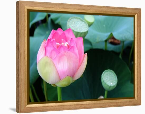 Purple Lotus II-Jairo Rodriguez-Framed Premier Image Canvas