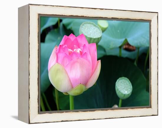 Purple Lotus II-Jairo Rodriguez-Framed Premier Image Canvas