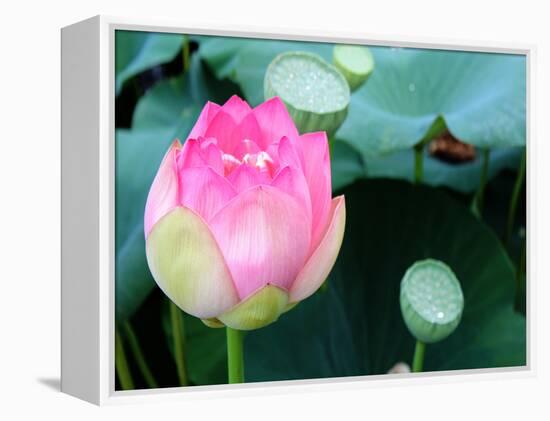 Purple Lotus II-Jairo Rodriguez-Framed Premier Image Canvas