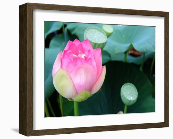 Purple Lotus II-Jairo Rodriguez-Framed Photographic Print