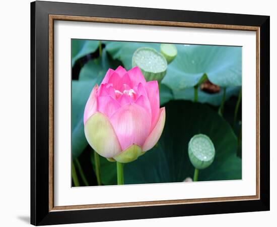 Purple Lotus II-Jairo Rodriguez-Framed Photographic Print