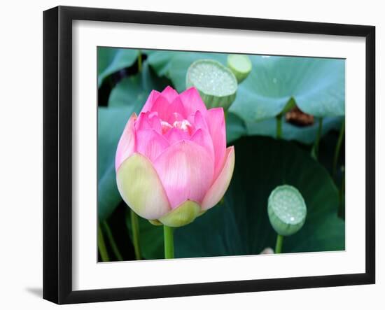 Purple Lotus II-Jairo Rodriguez-Framed Photographic Print