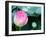 Purple Lotus II-Jairo Rodriguez-Framed Photographic Print