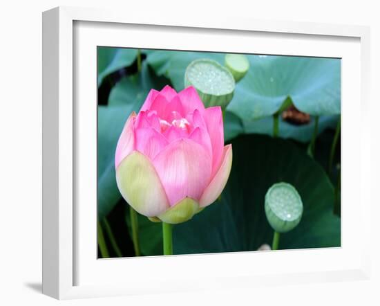 Purple Lotus II-Jairo Rodriguez-Framed Photographic Print