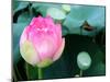 Purple Lotus II-Jairo Rodriguez-Mounted Photographic Print