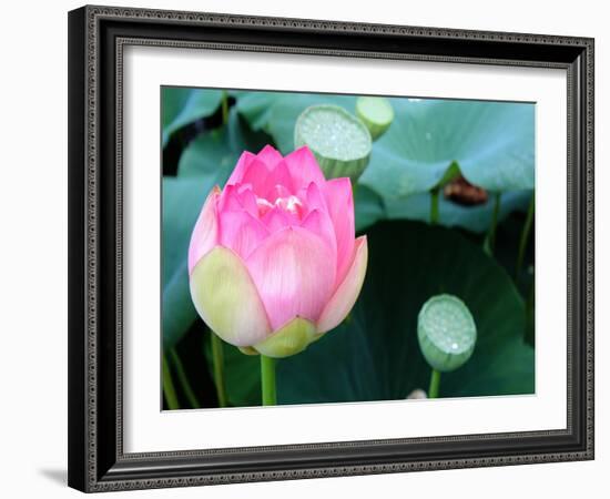 Purple Lotus II-Jairo Rodriguez-Framed Photographic Print