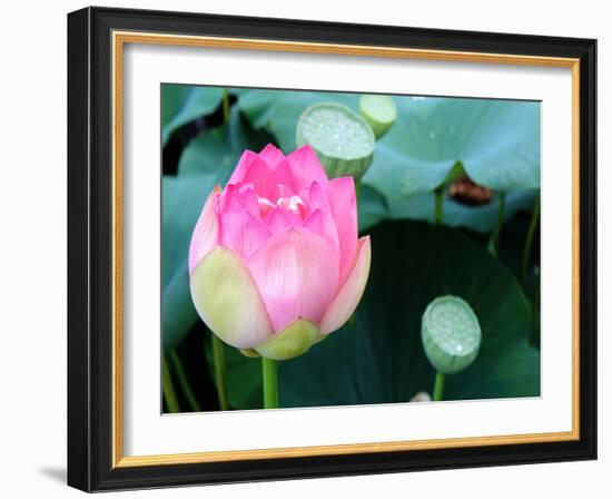 Purple Lotus II-Jairo Rodriguez-Framed Photographic Print