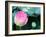 Purple Lotus II-Jairo Rodriguez-Framed Photographic Print