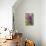 Purple Lupine, USA-Lisa Engelbrecht-Photographic Print displayed on a wall