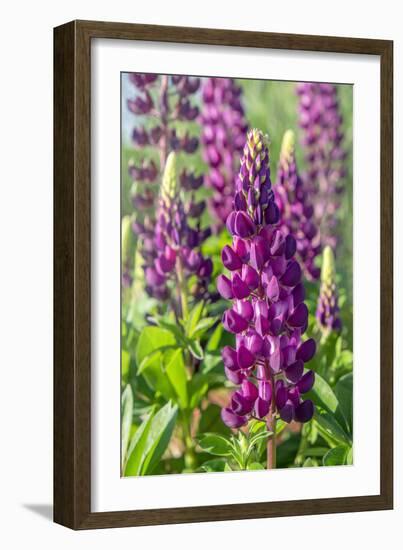 Purple Lupine, USA-Lisa Engelbrecht-Framed Photographic Print