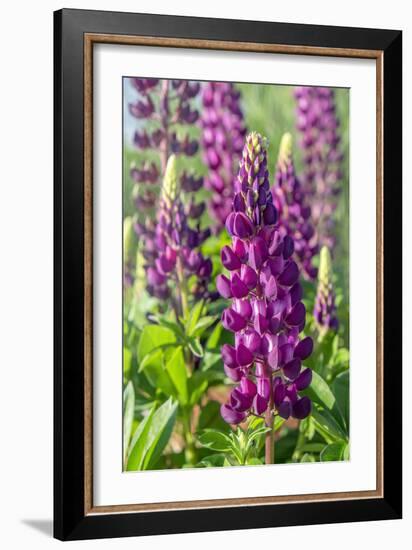 Purple Lupine, USA-Lisa Engelbrecht-Framed Photographic Print