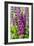 Purple Lupine, USA-Lisa Engelbrecht-Framed Photographic Print