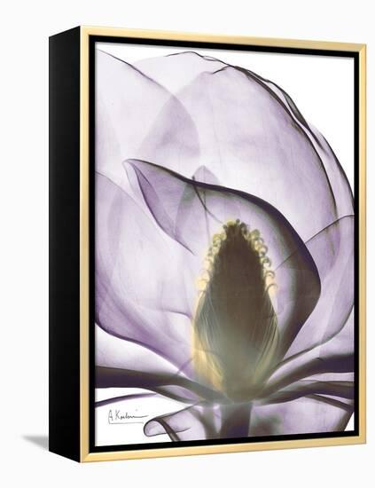 Purple Magnolia A43-Albert Koetsier-Framed Stretched Canvas