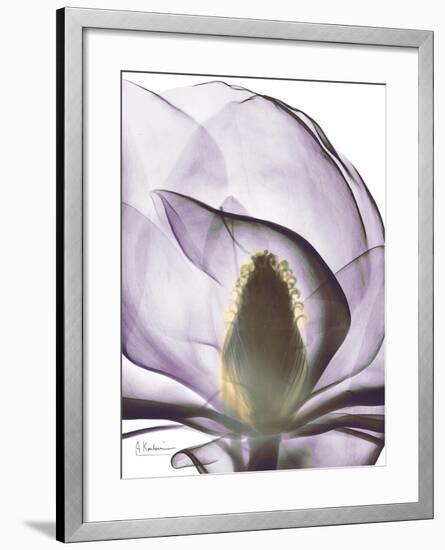 Purple Magnolia A43-Albert Koetsier-Framed Art Print