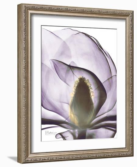 Purple Magnolia A43-Albert Koetsier-Framed Art Print