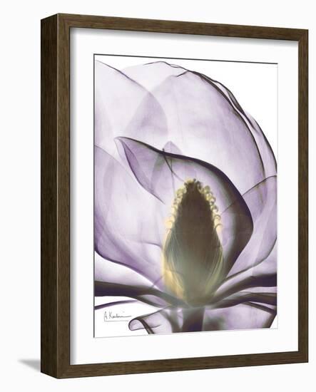 Purple Magnolia A43-Albert Koetsier-Framed Art Print