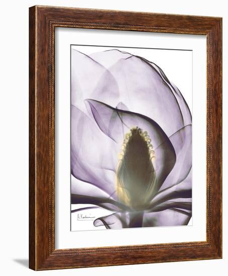 Purple Magnolia A43-Albert Koetsier-Framed Art Print