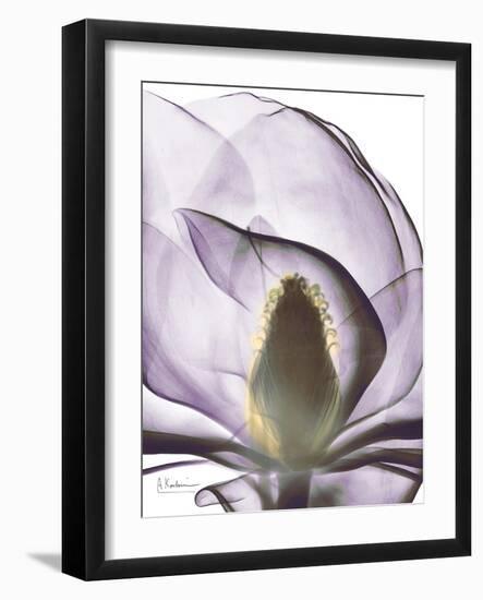 Purple Magnolia A43-Albert Koetsier-Framed Art Print