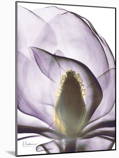 Purple Magnolia A43-Albert Koetsier-Mounted Art Print