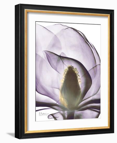 Purple Magnolia A43-Albert Koetsier-Framed Art Print