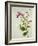 Purple Magnolia, c.1800-40-null-Framed Giclee Print