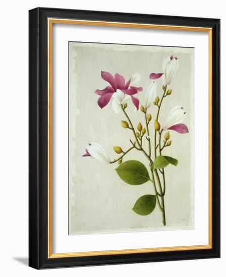 Purple Magnolia, c.1800-40-null-Framed Giclee Print