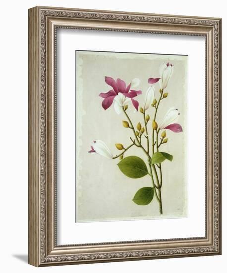 Purple Magnolia, c.1800-40-null-Framed Giclee Print