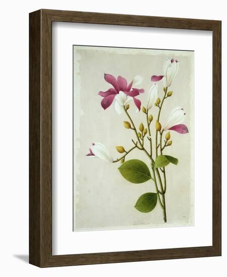 Purple Magnolia, c.1800-40--Framed Giclee Print