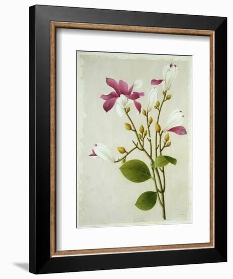 Purple Magnolia, c.1800-40-null-Framed Giclee Print