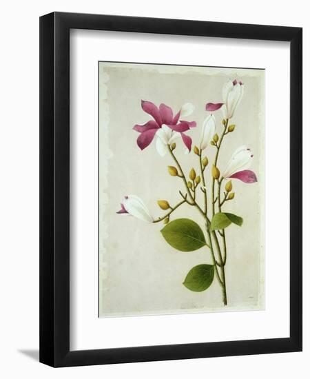 Purple Magnolia, c.1800-40-null-Framed Giclee Print