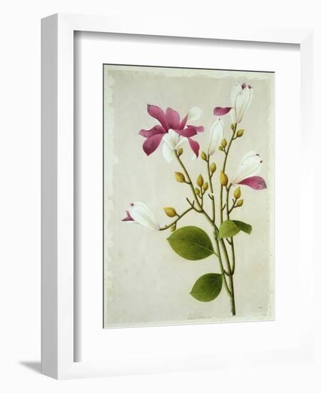 Purple Magnolia, c.1800-40-null-Framed Giclee Print