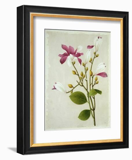 Purple Magnolia, c.1800-40-null-Framed Giclee Print