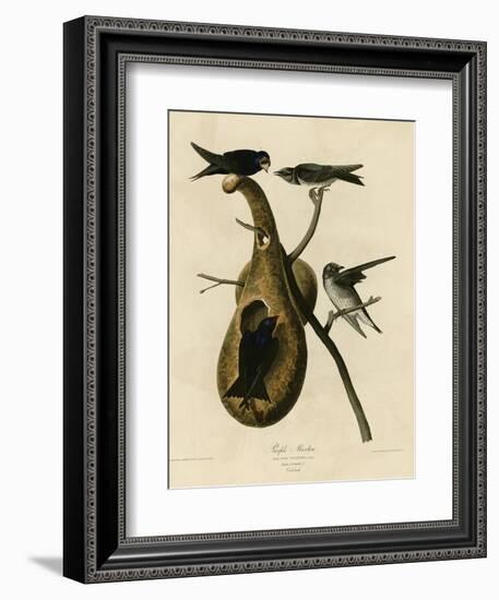 Purple Martin-null-Framed Giclee Print