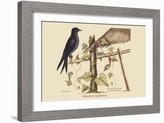 Purple Martin-Mark Catesby-Framed Art Print