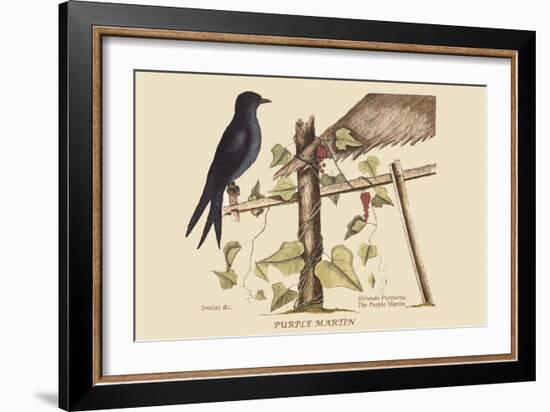 Purple Martin-Mark Catesby-Framed Art Print