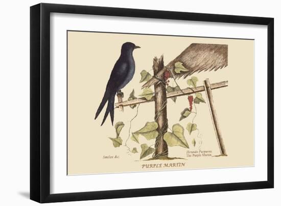 Purple Martin-Mark Catesby-Framed Art Print