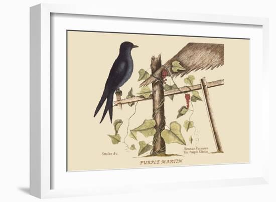 Purple Martin-Mark Catesby-Framed Art Print