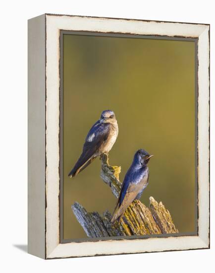 Purple Martins (Progne Subis) on Snag, Lake Sammamish, Washington, USA-Gary Luhm-Framed Premier Image Canvas