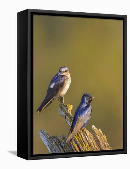 Purple Martins (Progne Subis) on Snag, Lake Sammamish, Washington, USA-Gary Luhm-Framed Premier Image Canvas