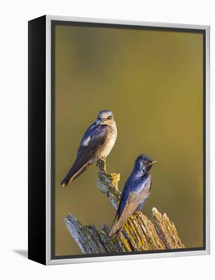 Purple Martins (Progne Subis) on Snag, Lake Sammamish, Washington, USA-Gary Luhm-Framed Premier Image Canvas