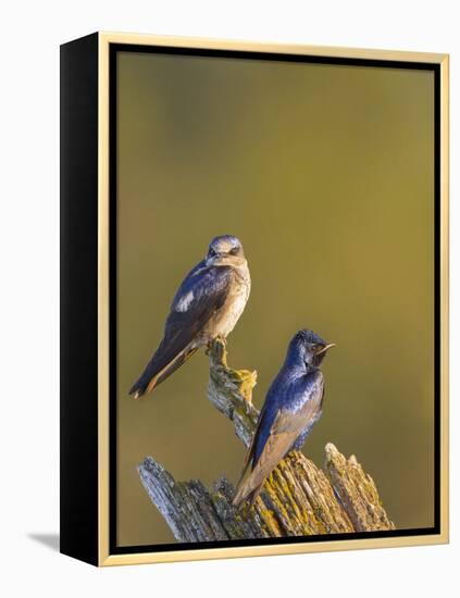 Purple Martins (Progne Subis) on Snag, Lake Sammamish, Washington, USA-Gary Luhm-Framed Premier Image Canvas