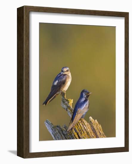 Purple Martins (Progne Subis) on Snag, Lake Sammamish, Washington, USA-Gary Luhm-Framed Photographic Print