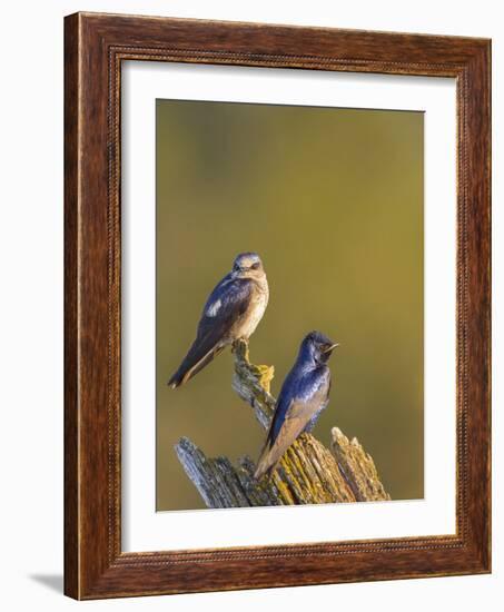 Purple Martins (Progne Subis) on Snag, Lake Sammamish, Washington, USA-Gary Luhm-Framed Photographic Print